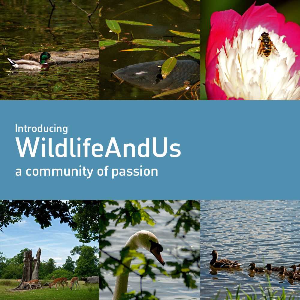 Introducing+WildlifeAndUs+-+A+FreeTimePays+Community+of+Passion